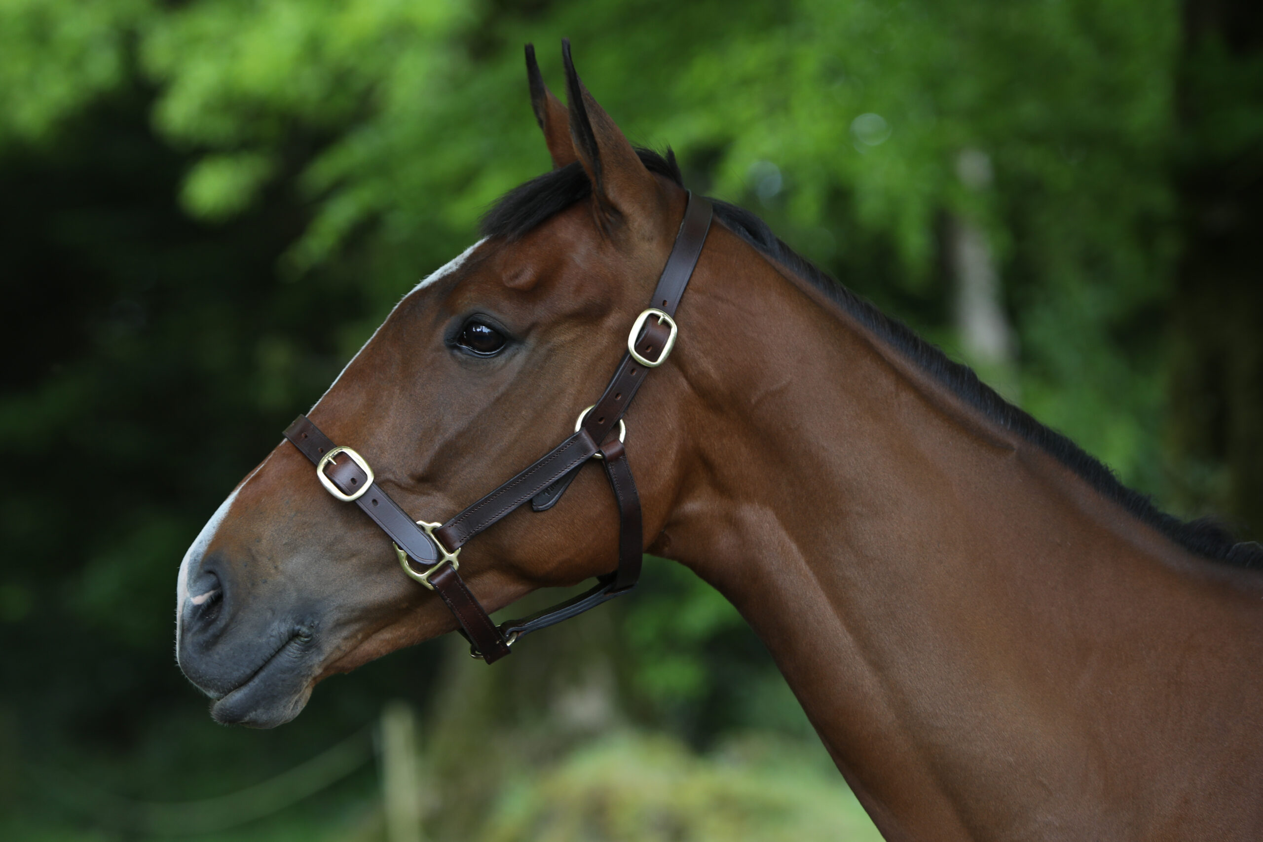 Leather Latigo Headcollar H1 (3)