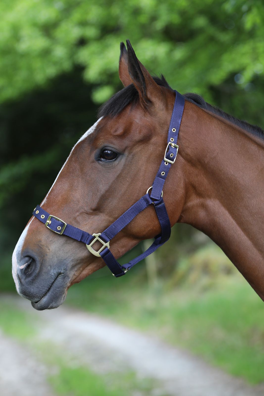 Nylon Headcollar NH1 (2)