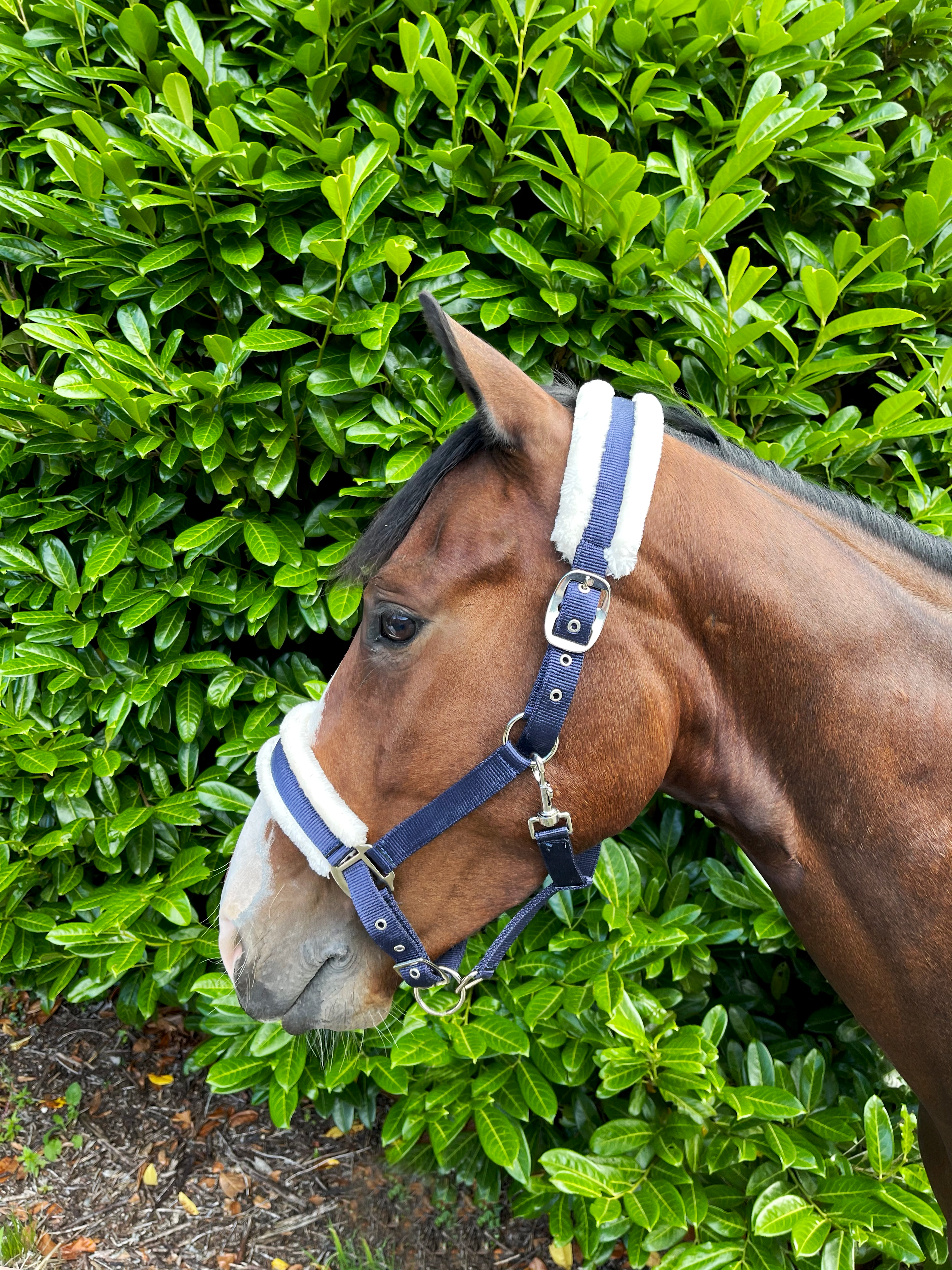 Puissance Nylon Headcollar with fur NH2